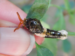 Heraclides thoas brasiliensis