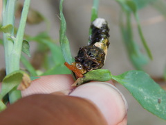 Heraclides thoas brasiliensis