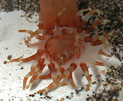 Isarachnanthus