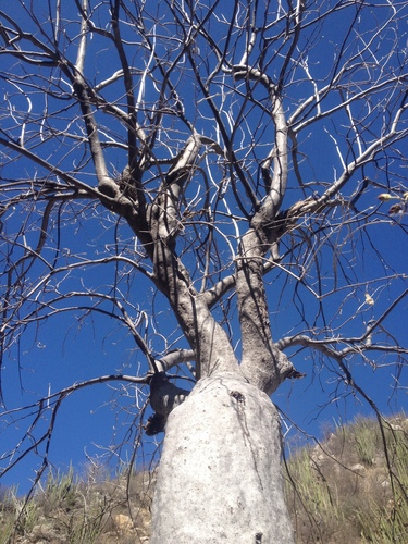 Tree Morning Glory