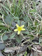 Ranunculus harveyi