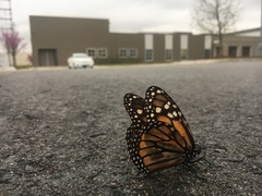 Danaus plexippus