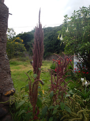 Amaranthus tricolor