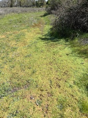 Alchemilla occidentalis