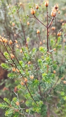Hypericum empetrifolium