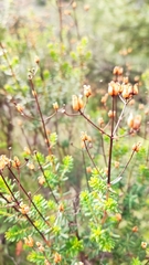 Hypericum empetrifolium