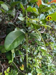 Coccoloba pyrifolia