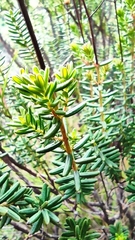 Hypericum empetrifolium