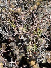 Tylecodon reticulatus