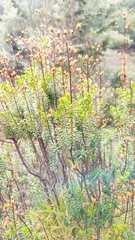 Hypericum empetrifolium