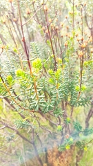 Hypericum empetrifolium