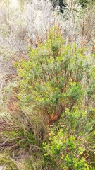 Hypericum empetrifolium
