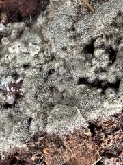 Botryobasidium conspersum