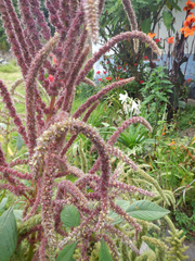 Amaranthus tricolor