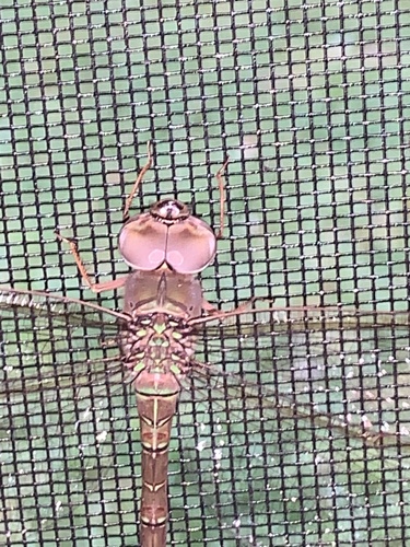 Gynacantha nervosa image