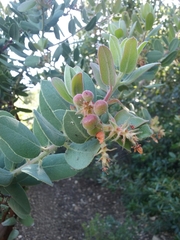 Arctostaphylos hooveri