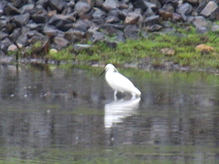 Egretta garzetta