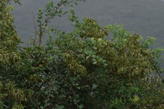 Dalbergia obovata