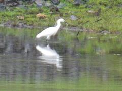 Egretta garzetta