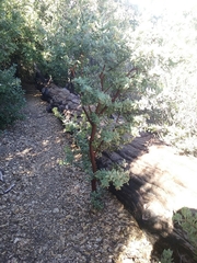 Arctostaphylos hooveri