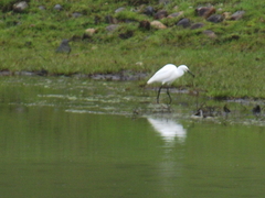 Egretta garzetta
