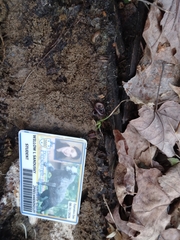 Pseudopolydesmus canadensis