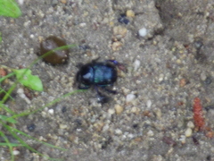 Phelotrupes auratus