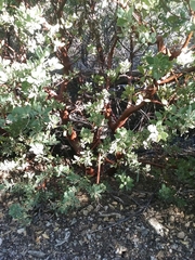 Arctostaphylos hooveri