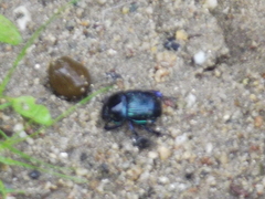 Phelotrupes auratus