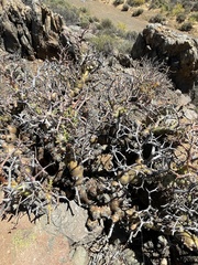 Tylecodon reticulatus