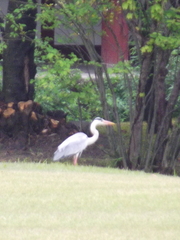 Ardea cinerea