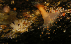 Pseudocorynactis