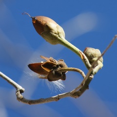 Ipomoea arborescens