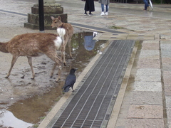 Corvus macrorhynchos