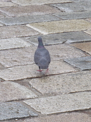 Columba livia domestica