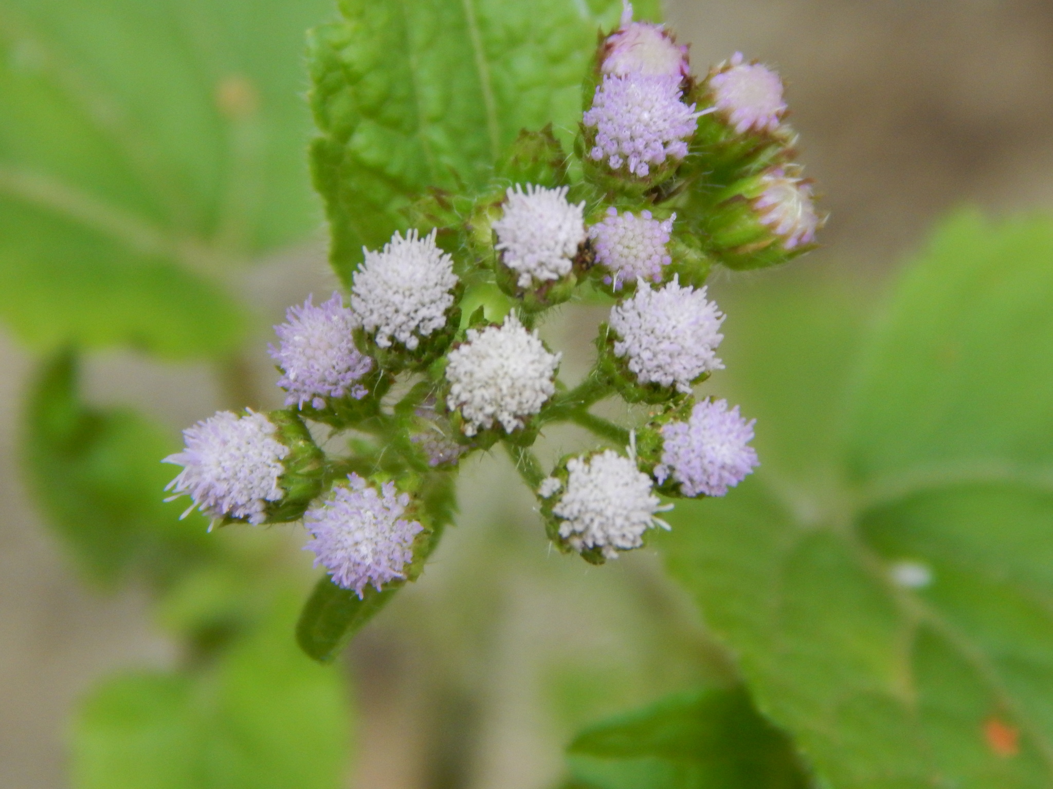 Ageratum conyzoides