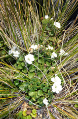 Veronica spathulata