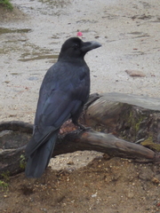 Corvus macrorhynchos