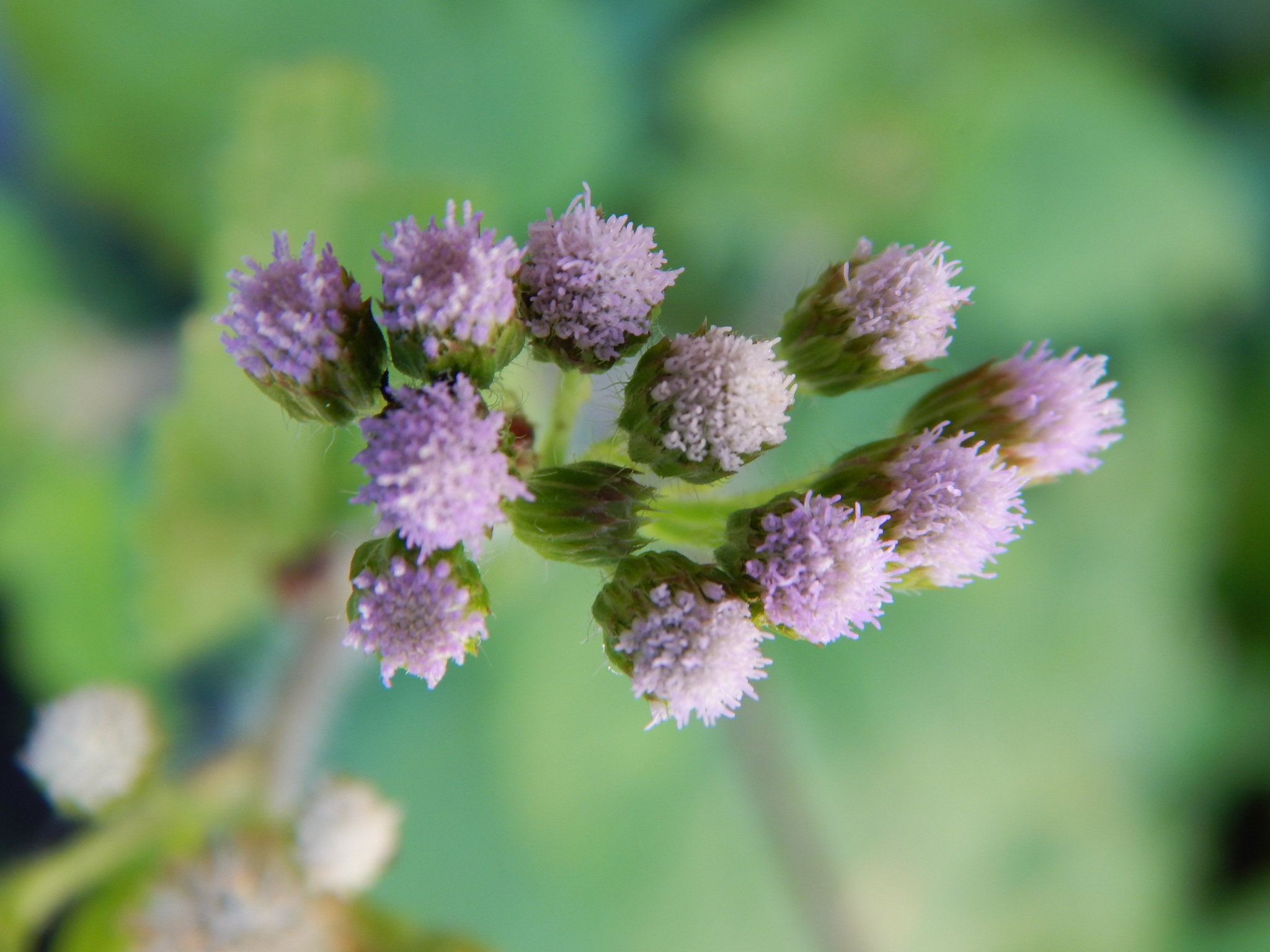 Ageratum conyzoides