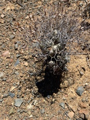 Tylecodon reticulatus