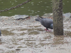 Columba livia domestica