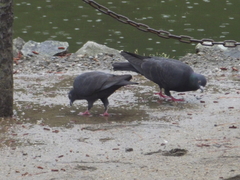 Columba livia domestica