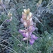 Abrams' Lupine - Photo (c) nelsoid, some rights reserved (CC BY-ND)