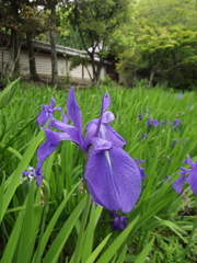 Iris laevigata