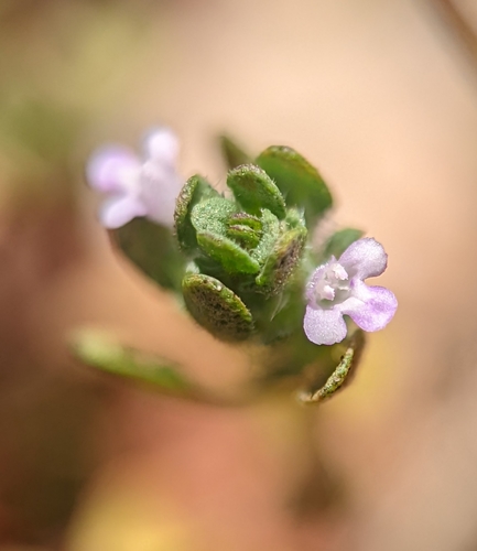 iNaturalist observation photo of Mesamints