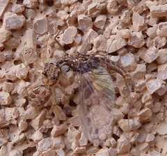 Platycryptus arizonensis
