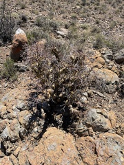 Tylecodon reticulatus