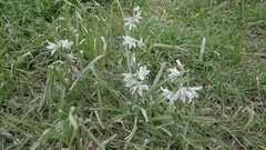 Ornithogalum