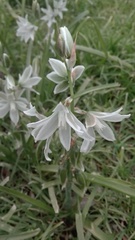 Ornithogalum