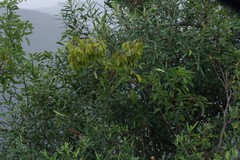 Dalbergia obovata